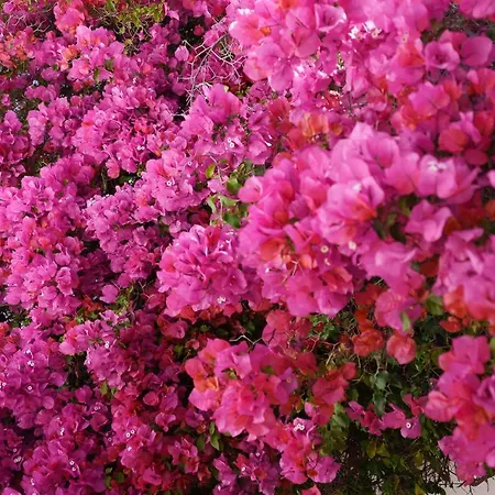 Casa Luzerna Villa Carvoeiro (Lagoa)