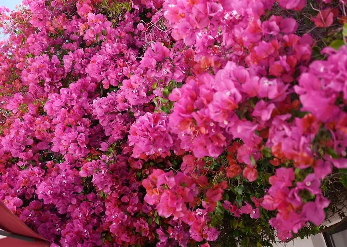 Casa Luzerna Villa Carvoeiro (Lagoa)